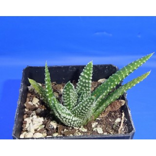 Haworthia / Tulista opalina GM718B