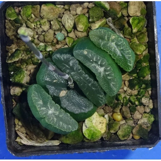 Haworthia truncata 'GANKUTSOU'