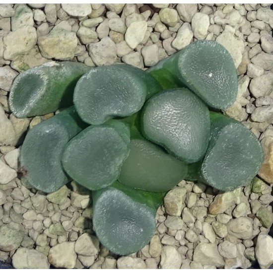 Haworthia maughanii 'HAKUGIN LENS'