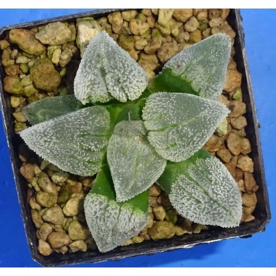 Haworthia pygmaea 'SILVER RAIL'