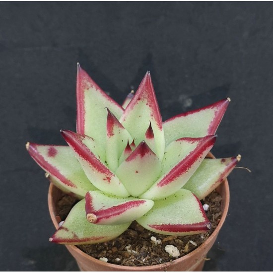 Echeveria agavoides ‘EBONY’