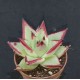 Echeveria agavoides ‘EBONY’