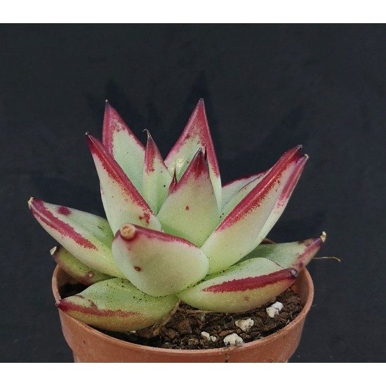 Echeveria agavoides ‘EBONY’