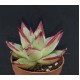 Echeveria agavoides ‘EBONY’