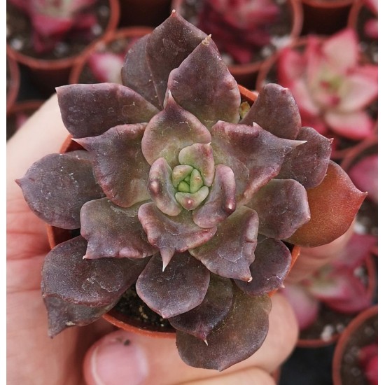 Echeveria 'SUPER BOWL'