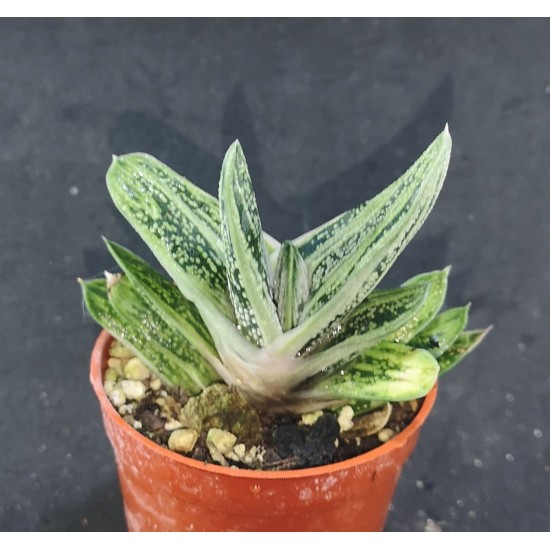 Gasteria batesiana cv. Little Warty ガステリア