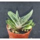 Gasteria batesiana cv. Little Warty ガステリア