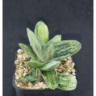 Gasteria batesiana cv. Little Warty ガステリア