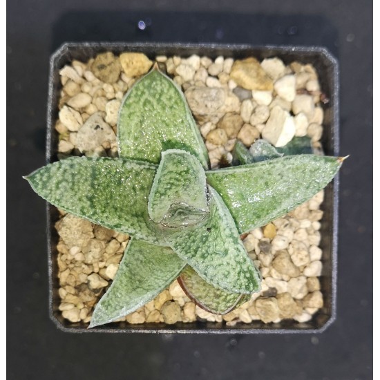 Gasteria carinata X glomerata