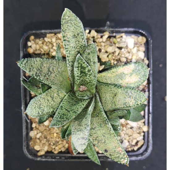 Gasteria carinata X glomerata