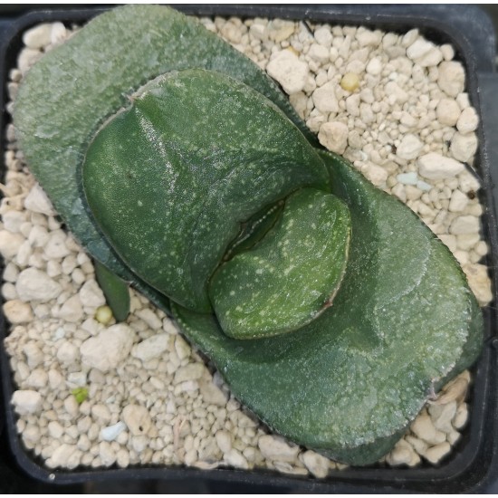 Gasteria armstrongii hybrid