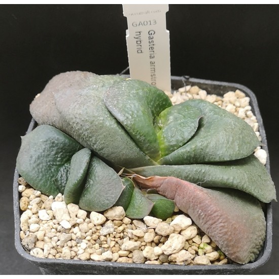 Gasteria armstrongii hybrid