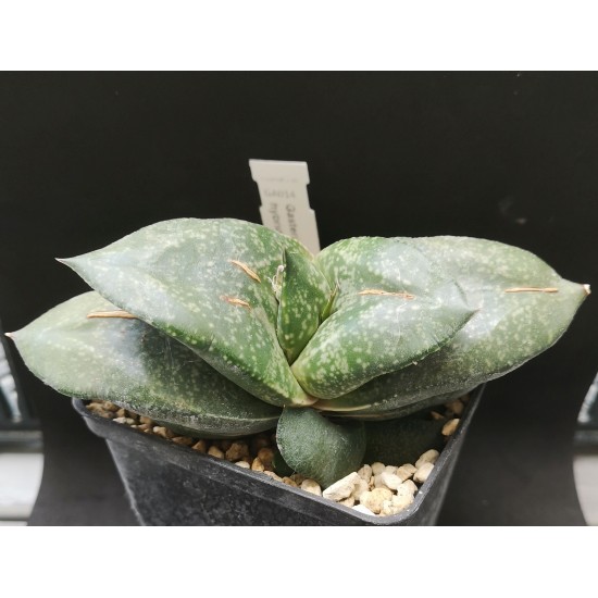 Gasteria armstrongii hybrid