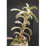 Gasteria rawlinsonii spiral Geelhoutboom Dam