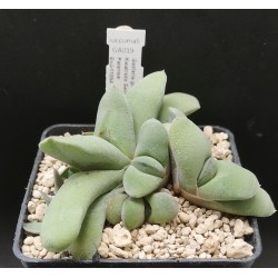 Gasteria glomerata Steilkranse, Kwatrsite Sandstone Rocks W. of Patensie EvJ-11054