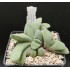 Gasteria glomerata Steilkranse, Kwatrsite Sandstone Rocks W. of Patensie EvJ-11054