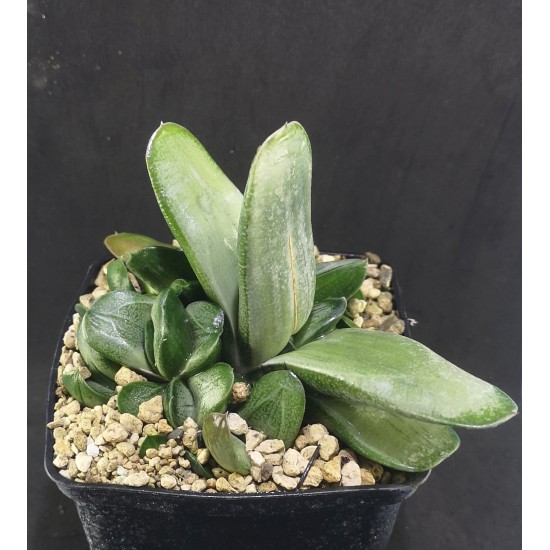 Gasteria 'BLUE OX' hybrid