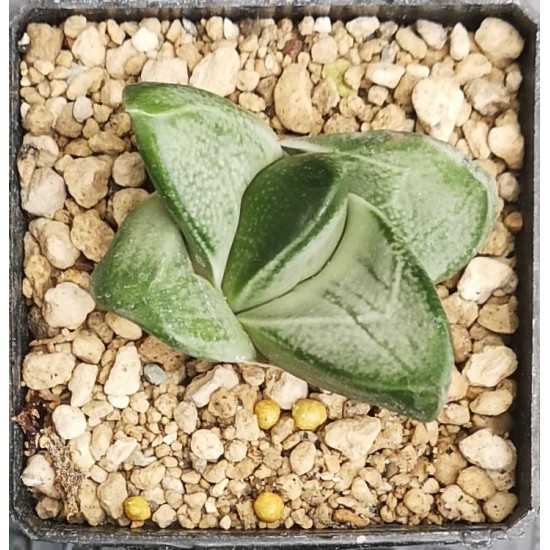 Gasteria 'BLUE OX' hybrid