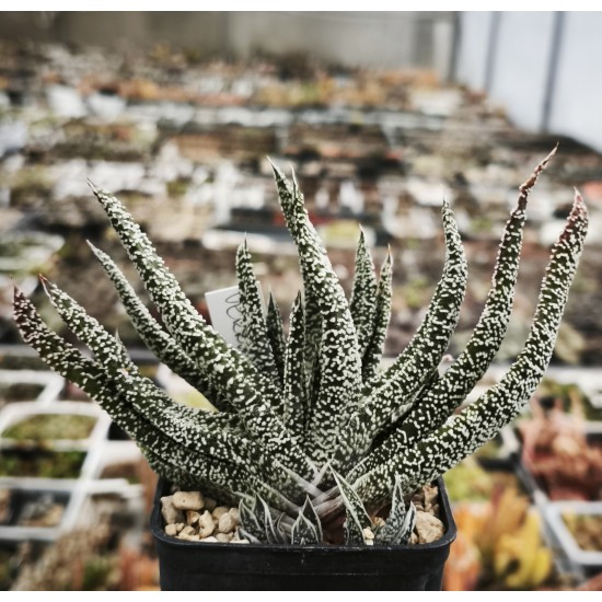Gasteria carinata var. Verrucosa