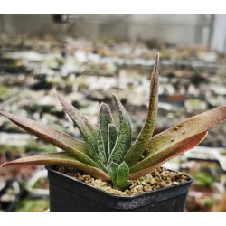 Gasteria brachyphylla EVJ Oribi Gorge