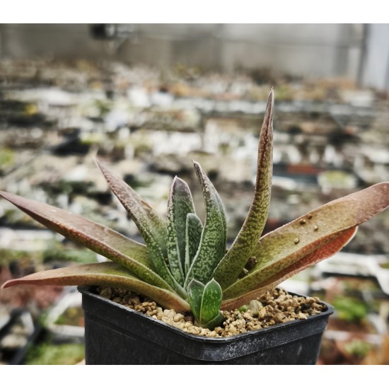 Gasteria brachyphylla EVJ Oribi Gorge