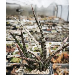 Gasteria pulchra 2,5 Km E of Hankey SS1014 - CG040.