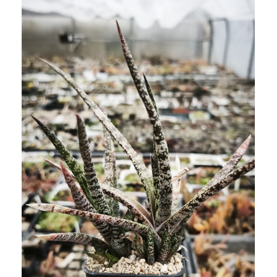Gasteria pulchra 2,5 Km E of Hankey SS1014 - CG040.