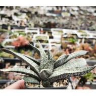 Gasteria ellaphiae EVJ 509/89 Kouga Dam