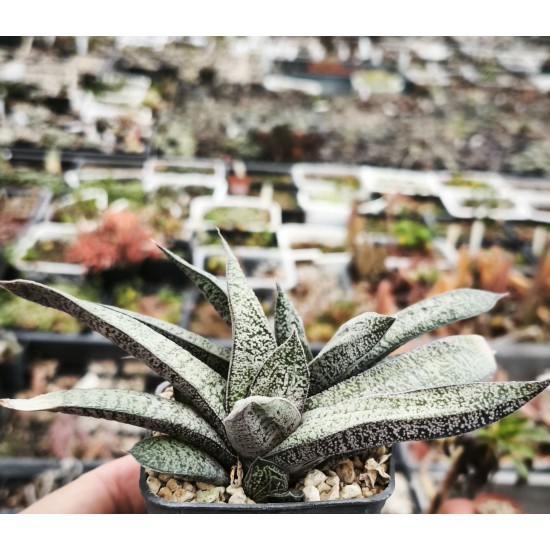 Gasteria ellaphiae EVJ 509/89 Kouga Dam