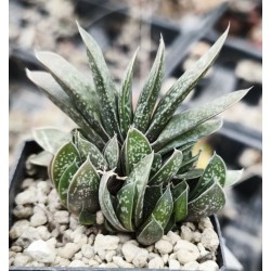 Gasteria doreeniae, DMC Swartwaterpoort, TL