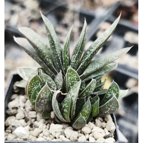 Gasteria doreeniae, DMC Swartwaterpoort, TL