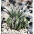 Gasteria doreeniae, DMC Swartwaterpoort, TL