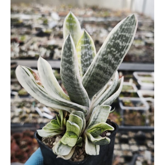 Gasteria obtusifolia variegated