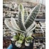 Gasteria obtusifolia variegated