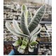 Gasteria obtusifolia variegated