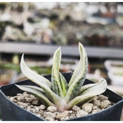 Gasteria obtusifolia variegated