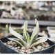 Gasteria obtusifolia variegated