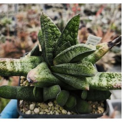 Gasteria batesiana 'Pongola'