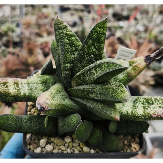 Gasteria batesiana 'Pongola'