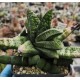 Gasteria batesiana 'Pongola'