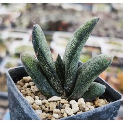 Gasteria batesiana 'Pongola'