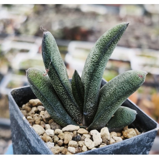 Gasteria batesiana 'Pongola'