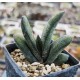 Gasteria batesiana 'Pongola'