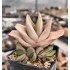 Gasteria hybrid , seeds ex Renny Wong