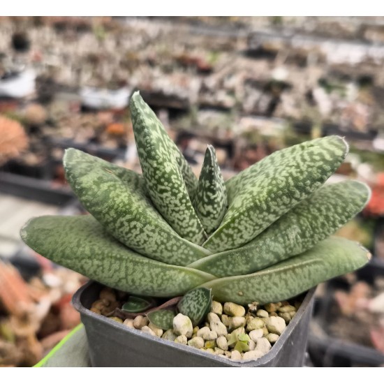 Gasteria hybrid , seeds ex Renny Wong