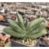 Gasteria hybrid , seeds ex Renny Wong
