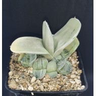 Gasteria 'ISOMATSU'