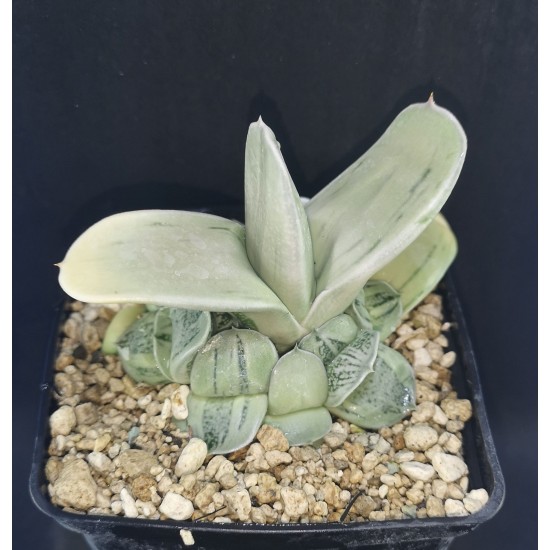 Gasteria 'ISOMATSU'