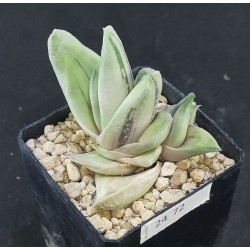 Gasteria cv. Green Ice