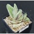 Gasteria cv. Green Ice